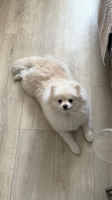 Предлагается к вязке померанский шпиц