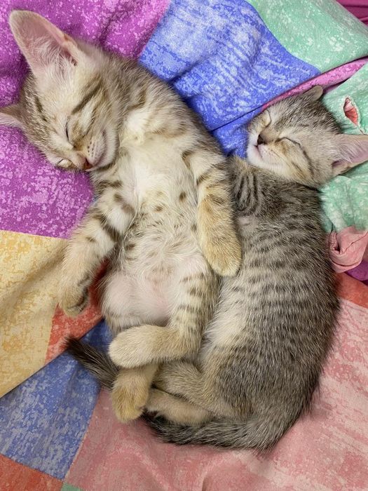 Отдадим котенка в добрые руки