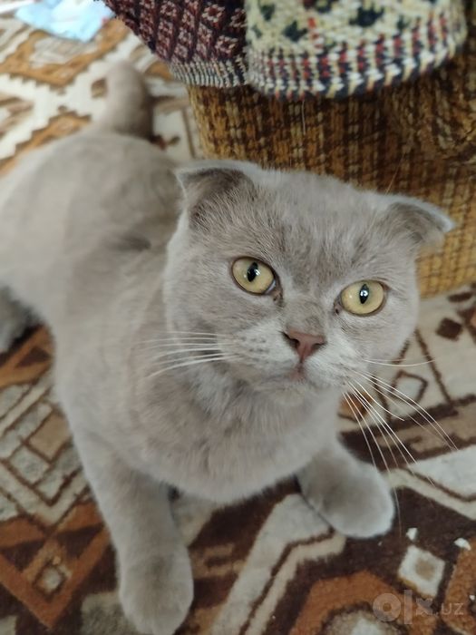 Кошка Mushuk Britain