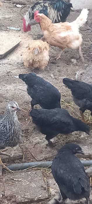 Găini De țară de un an crescute natural