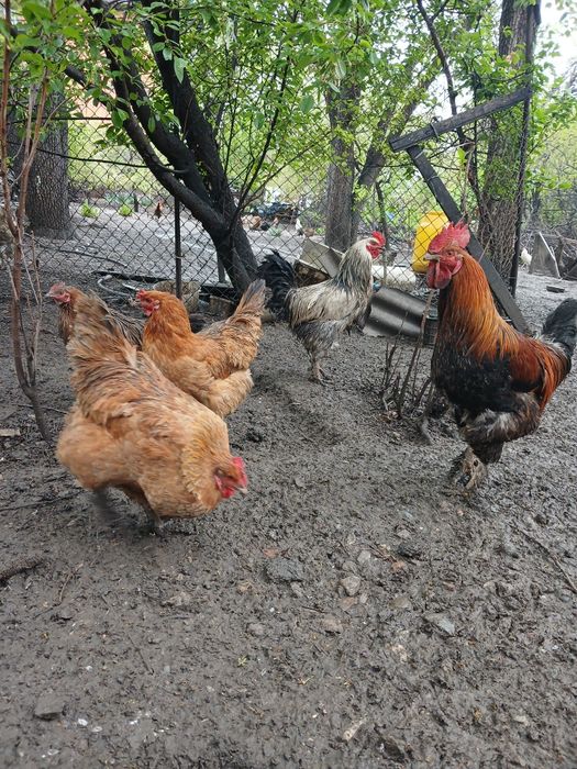 Яйцо инкубационное,под клушку.