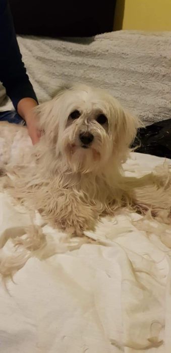 Frizer canin talie mică