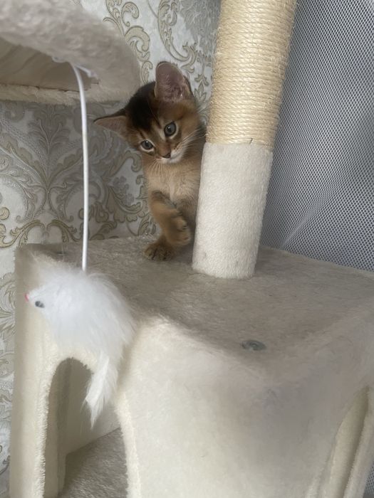Продам абисинских котят