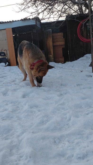 щенки немецкой овчарки