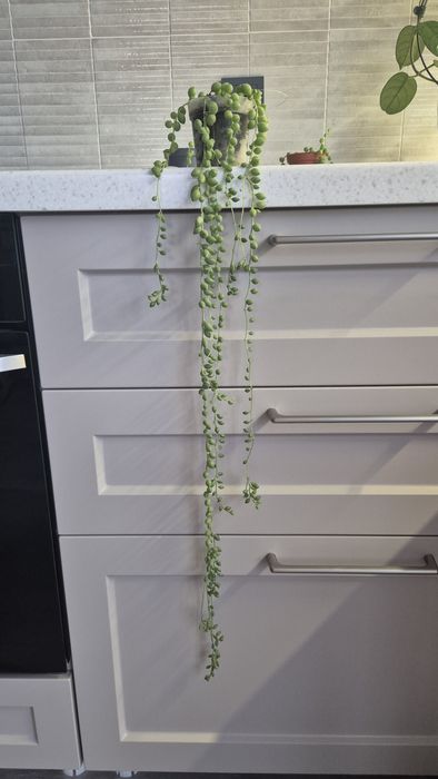 Крестовник роули (круглые бусинки)