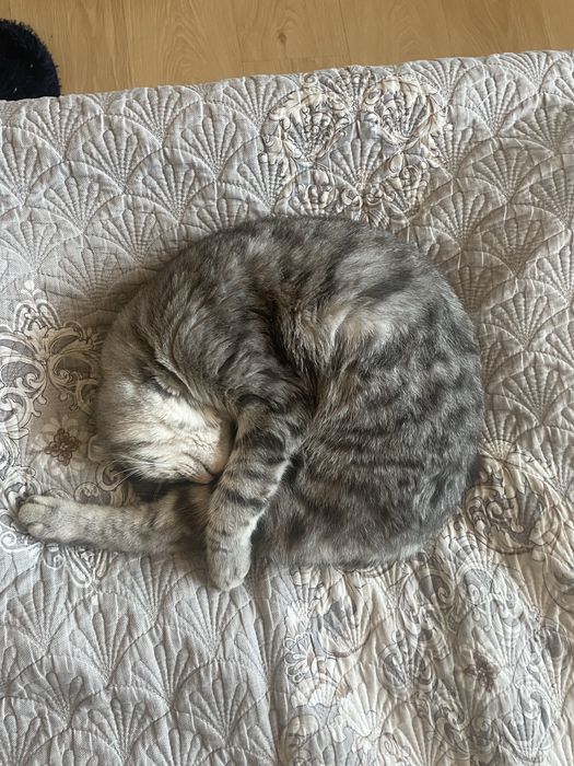 Шотланский веслоухий кот