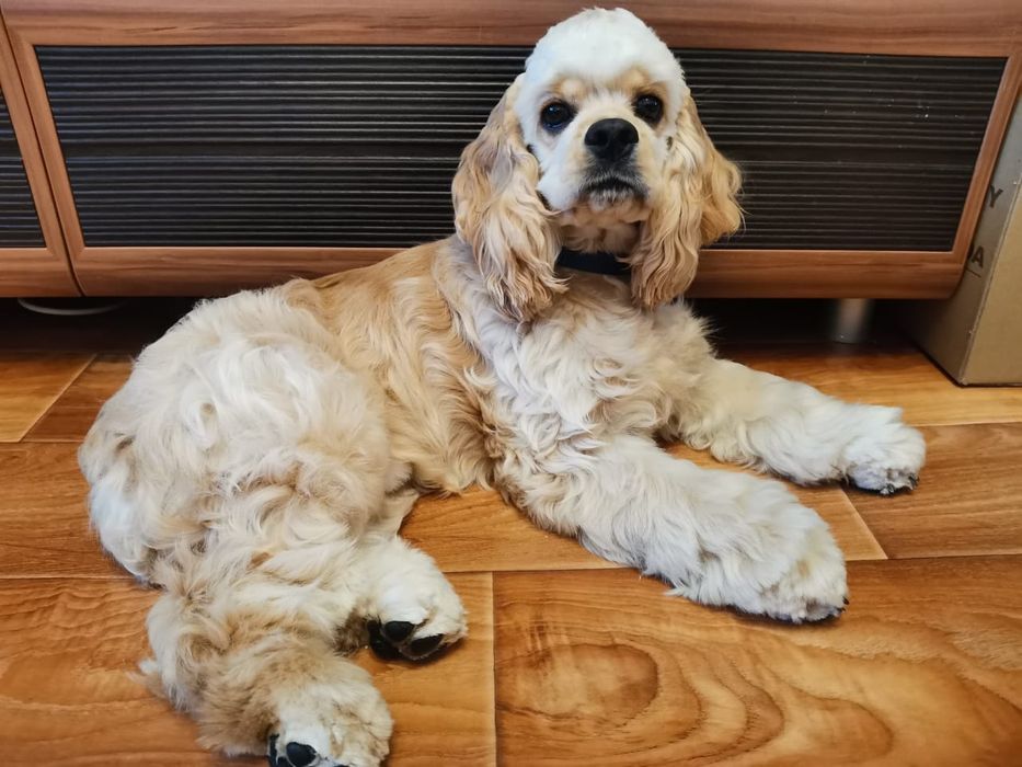 Американский кокер спаниель щенки.