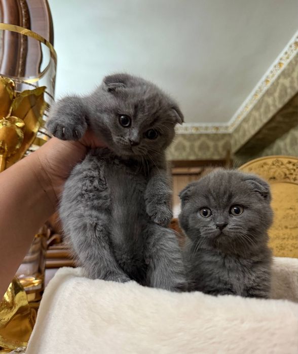 Tozza Shatlanski veslauxa