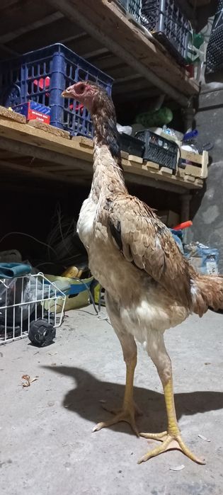 Дакан кареянки 100%