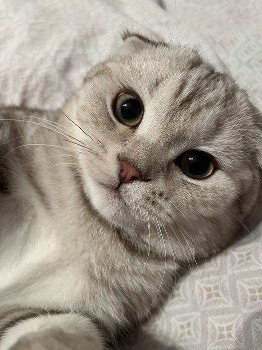 Мысық шотландский вислоухий