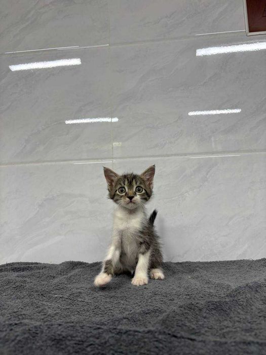 В самые добрые ручки. Котята 1,5 месяца.