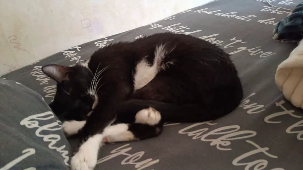 Отдам Кота срочно