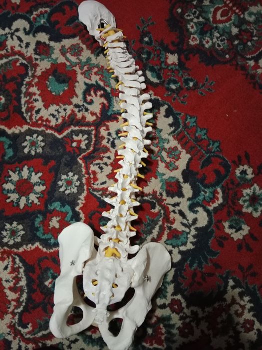 Классический позвоночный столб