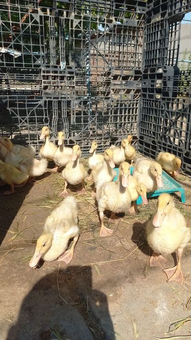 Утки, Гуси срочно продам