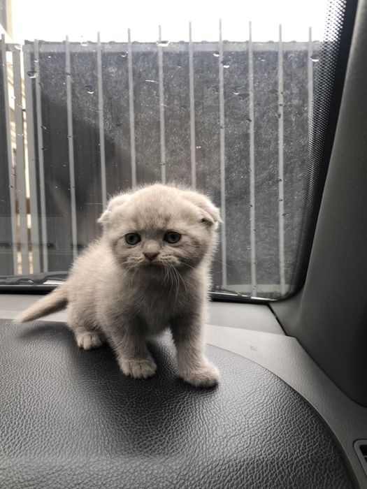 fold 1 yarim oylik sotiladi 2ta