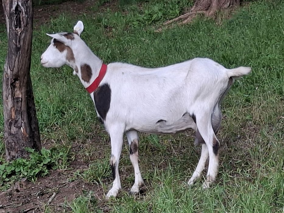 Capre de vanzare