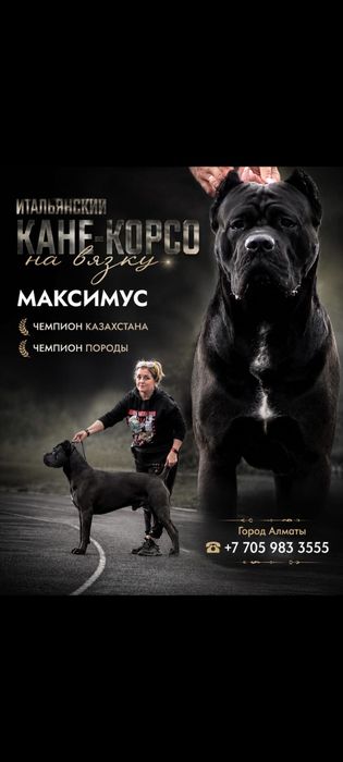 Кобель Кане Корсо вязка