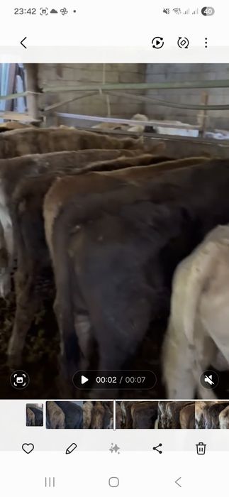 Бычоктар сатылады