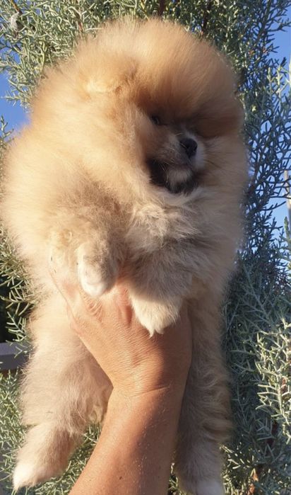 Мини Померан