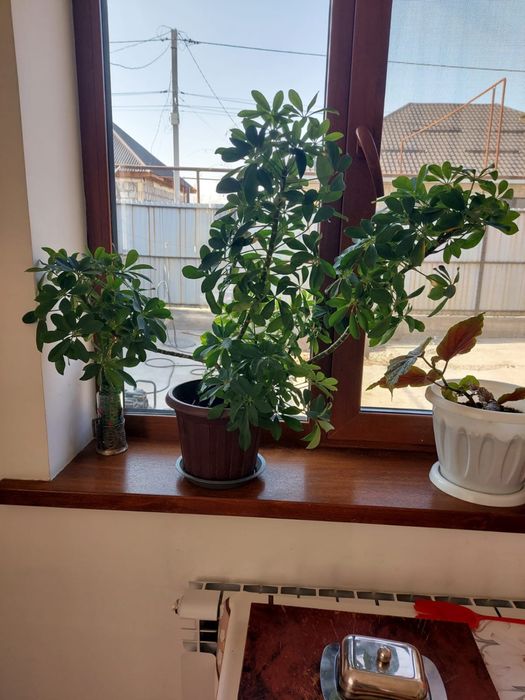 Продам домашние растения