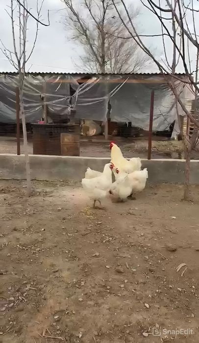 Джерсиский гигант