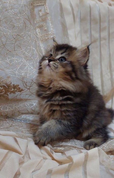 британская чистокровная девочка золотая шиншилла