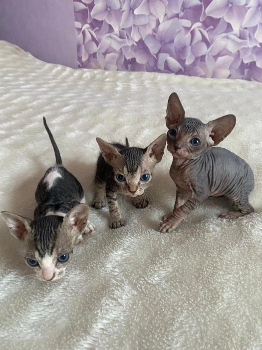 Канадский сфинкс велюр девочки Алматы