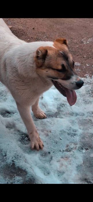 Алабай 7айлық қыз