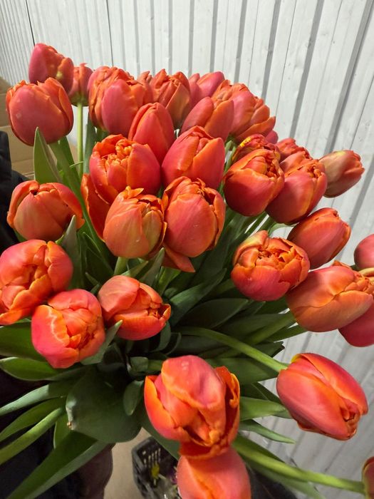 Тюльпаны на 8 марта