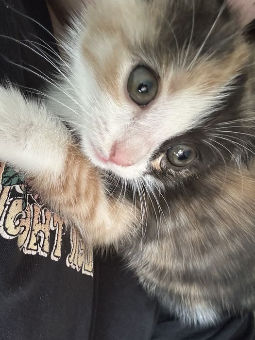 Марғау,котеноккк