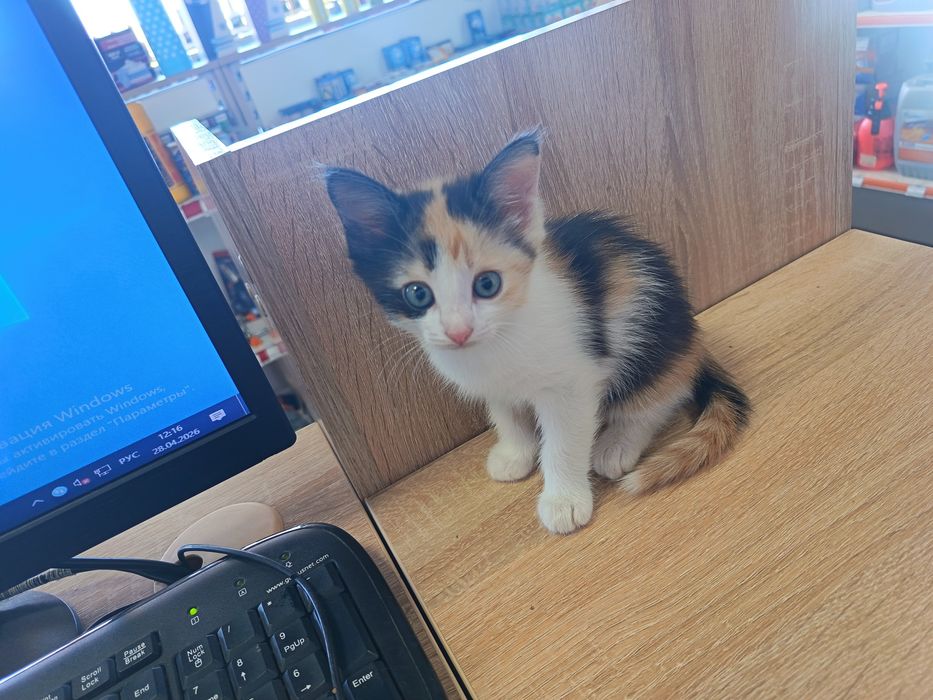 Отдам девочку, в добрые руки