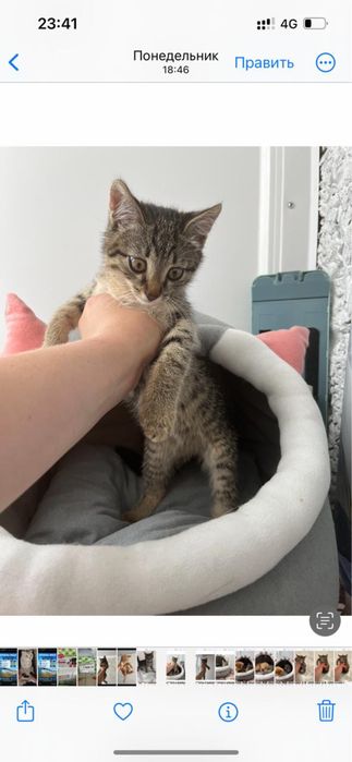 Котята Аксу бесплатно