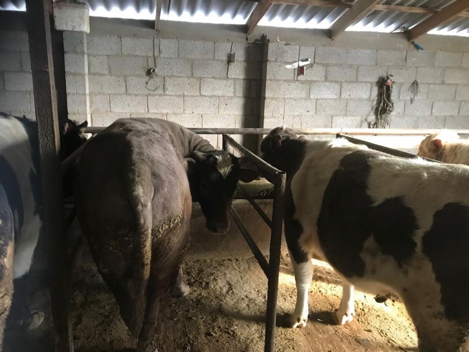 6 бас Бұқа сатылады