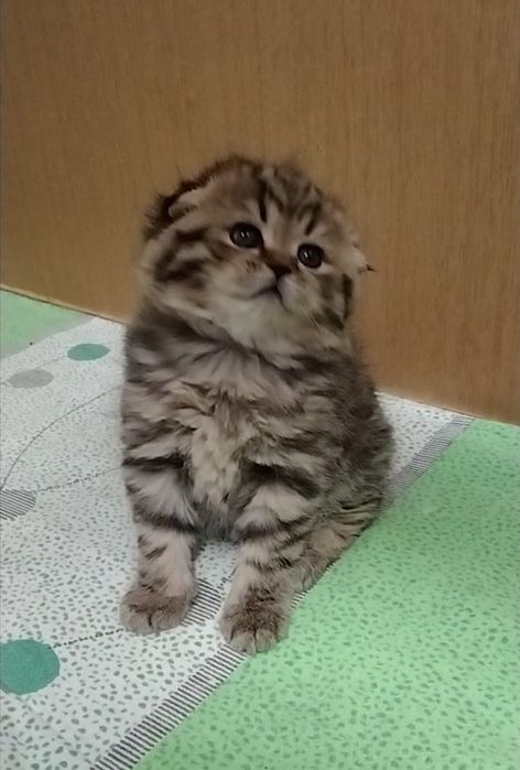 Фолд. Шотландская вислоухая девочка.