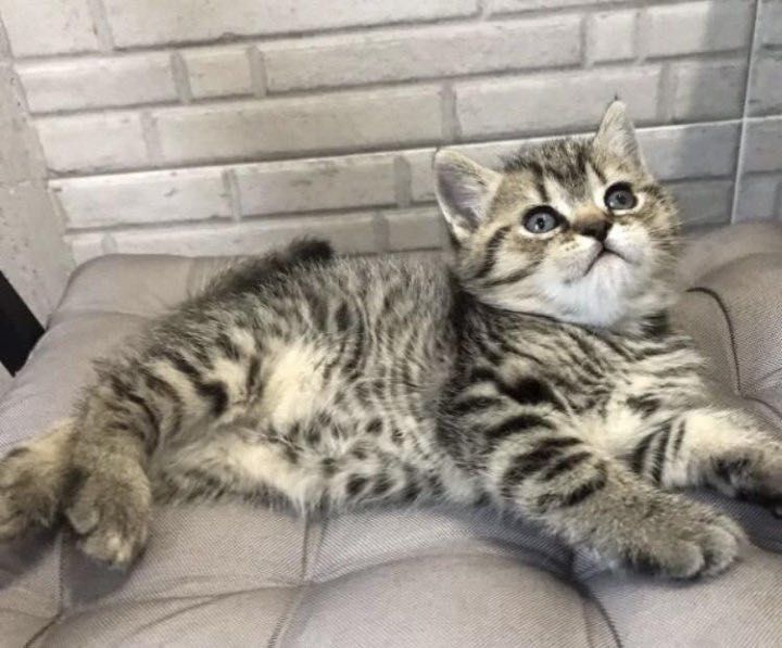 Прелестные котята