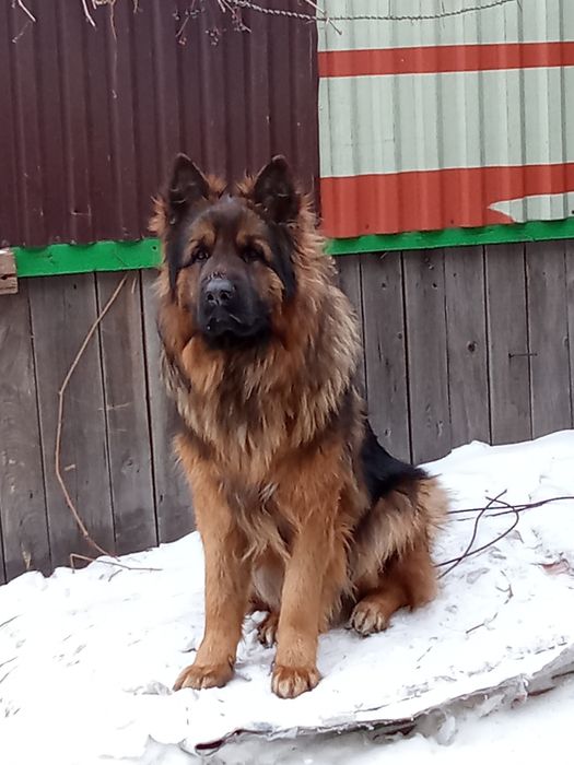 Вязка Немецкая овчарка длинношёрстный зонарник!