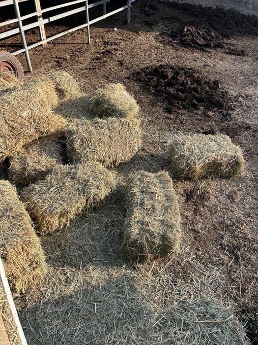 Кок Шоп сатылады | Продается Сено