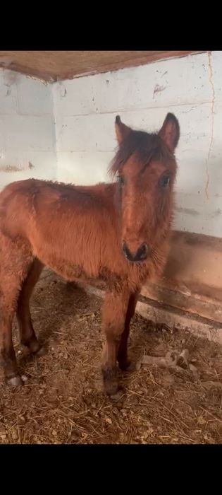 Продам жеребенка.