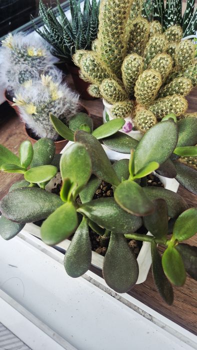 Кактусы разные и суккуленты