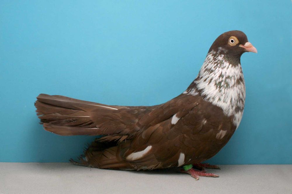 Гълъбова (птича тор) - висококачествена, 100% чиста