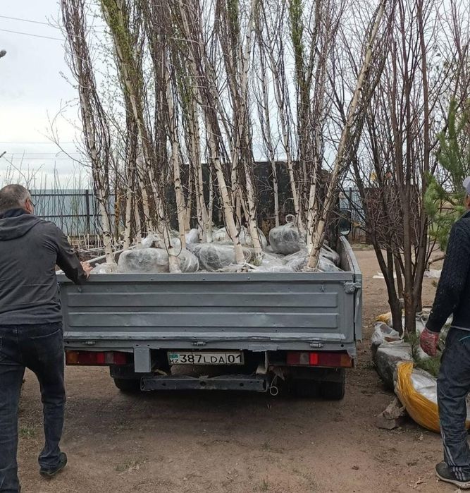 Саженцы берёзы сирень