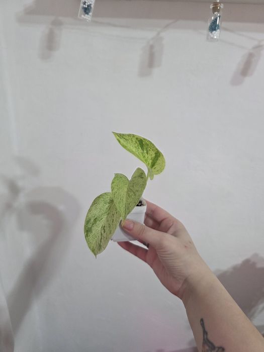 Продам комнатное растение - сциндапсус