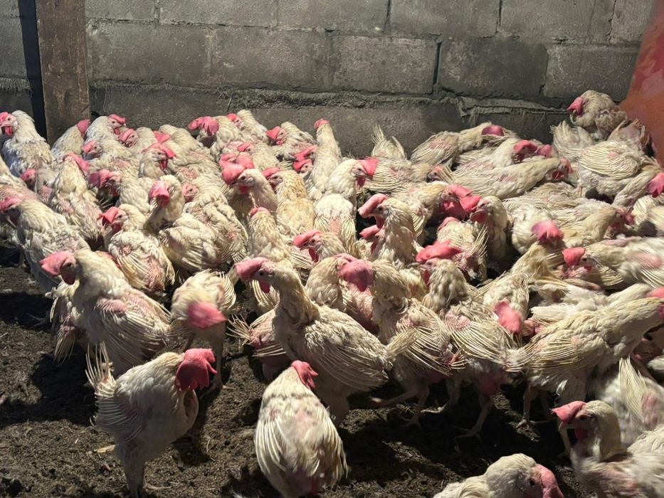 Продам курей несушек