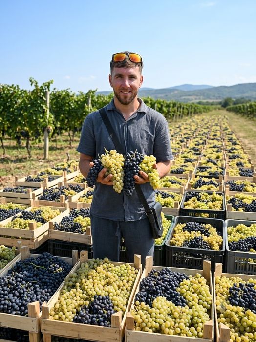 Struguri de vin,preț real,transport gratuit
