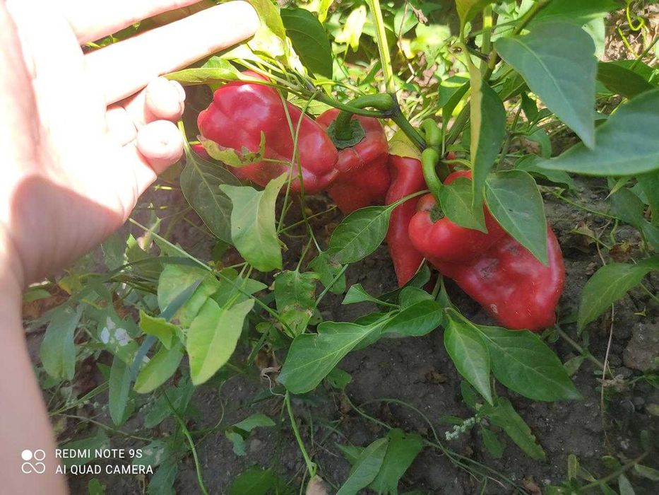 Продам дачу Подснежник2