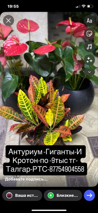 Черныи доллор,Мужскоесчастье,Монстеры