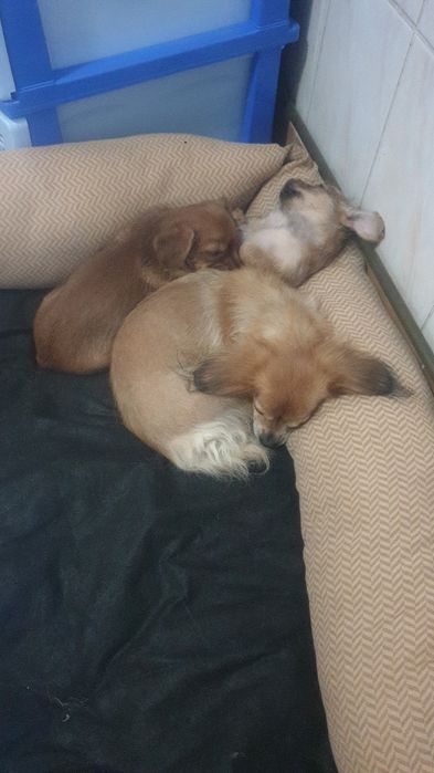 Catei spre adopție