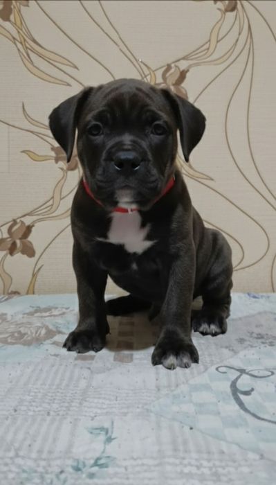 Кане-корсо резерв