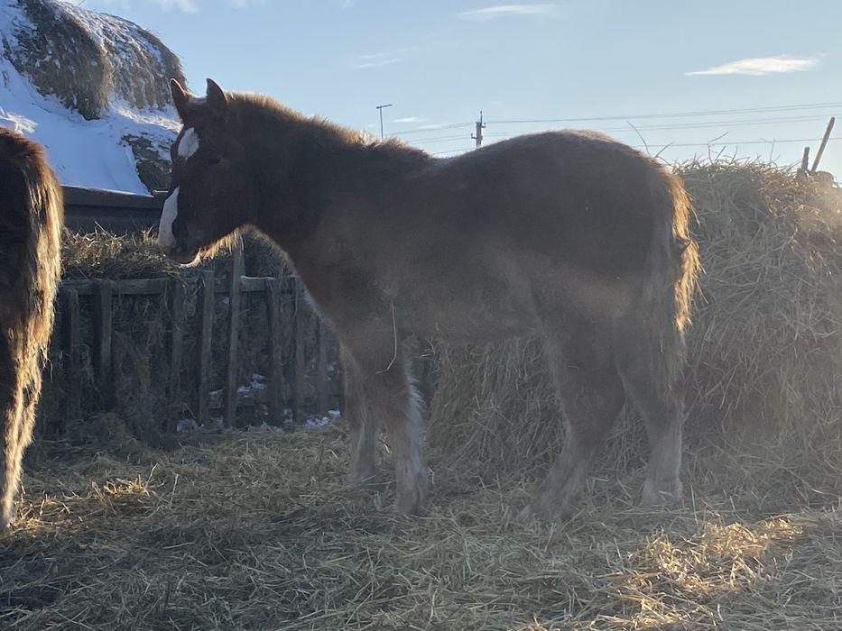 Продам жеребят 8-9 месяцев