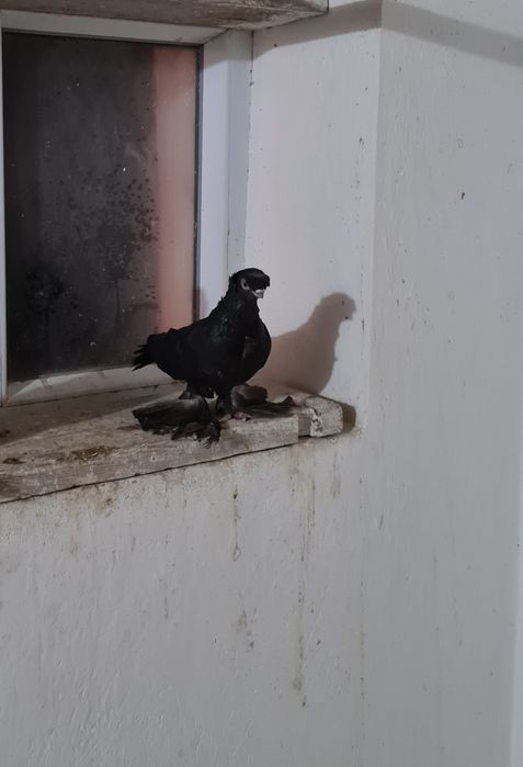 Старопородные голуби